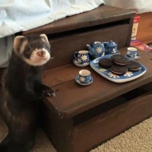 Meet your Posher, George